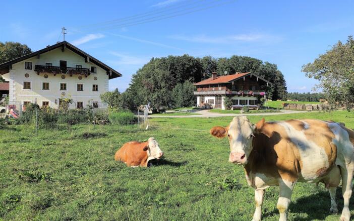Kühe auf der Weide