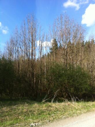 Forstwege