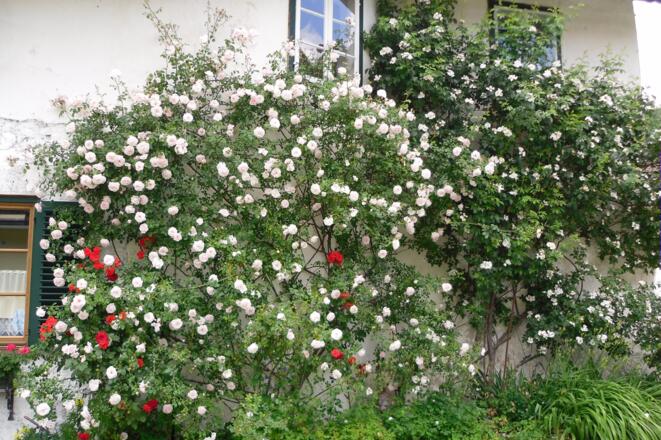 Ferienhaus \"Rosenschlössl\"