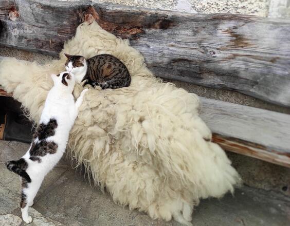 Katzen schmusen
