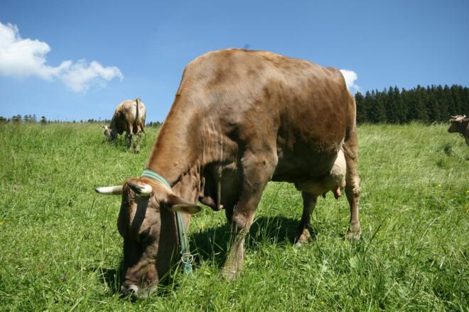 Kühe am Bergbauernmuseum