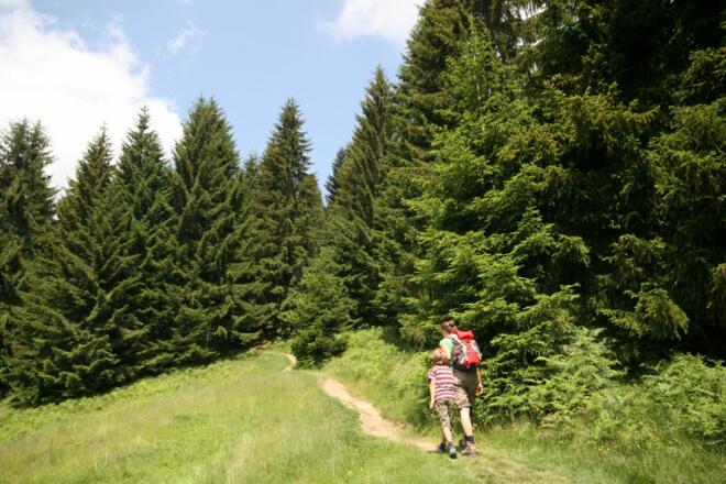 Wiesenweg am Höhenrücken