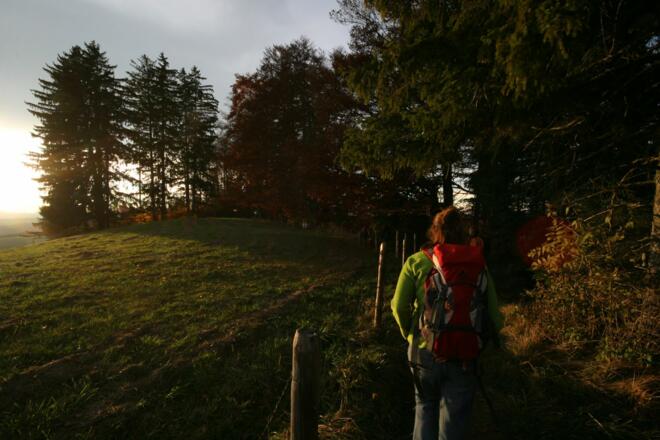 Wegverlauf am Waldrand