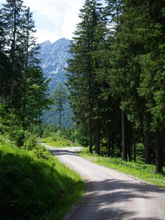 Durch schatten spendenden Bergwald geht's weiter ins Tal hinein