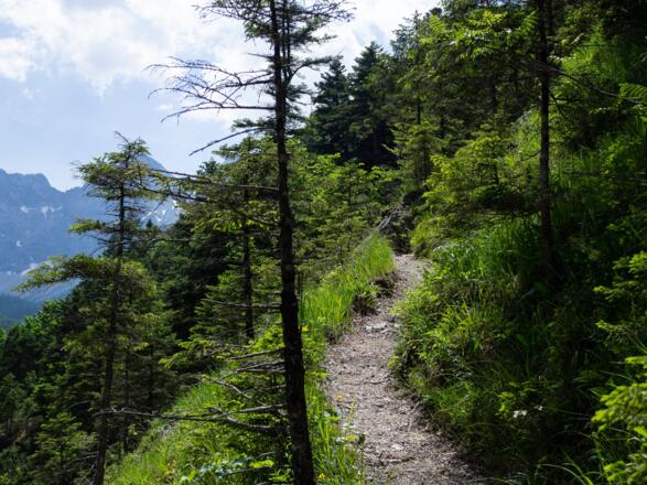 Zwischendurch verlassen wir den Forstweg