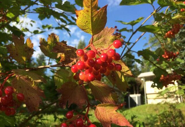 Herbstfarben
