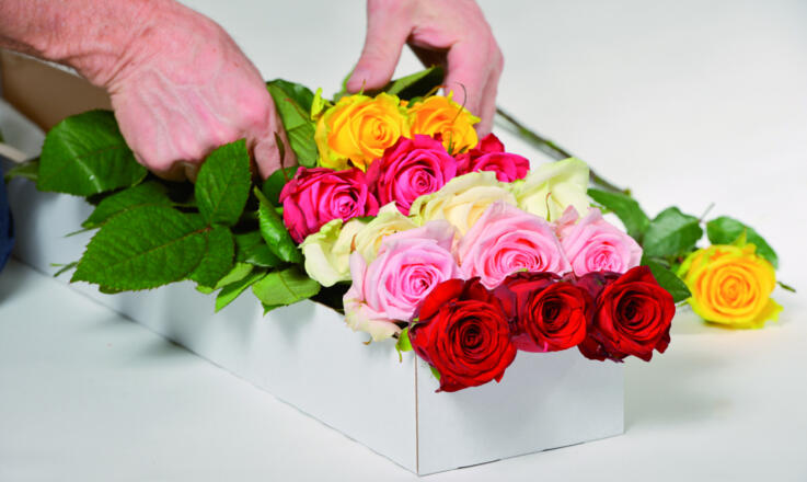 Rosenbox der Erlebnisgärtnerei Bergmoser