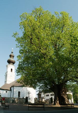 Kirche im Ortszentrum von Faistenau