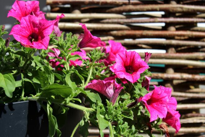 Schlafzimmer - Q2 Zwieselalm