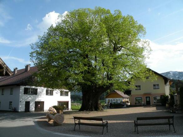 1000-jährige Linde im Winterkleid