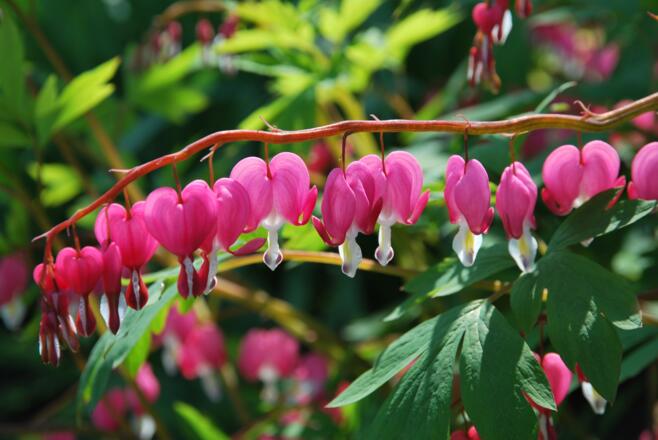 Pflanzen im Taubertal