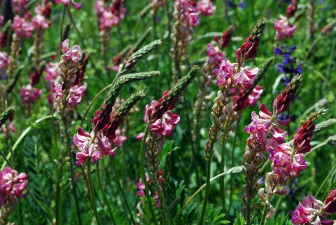Pflanzen im Taubertal