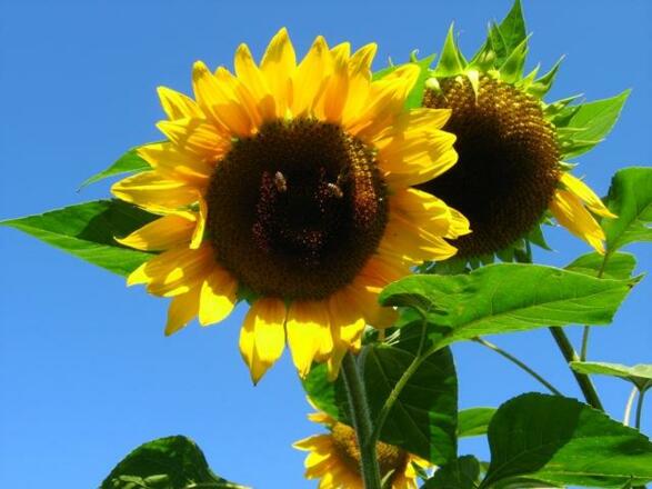 Blumen Zimmer