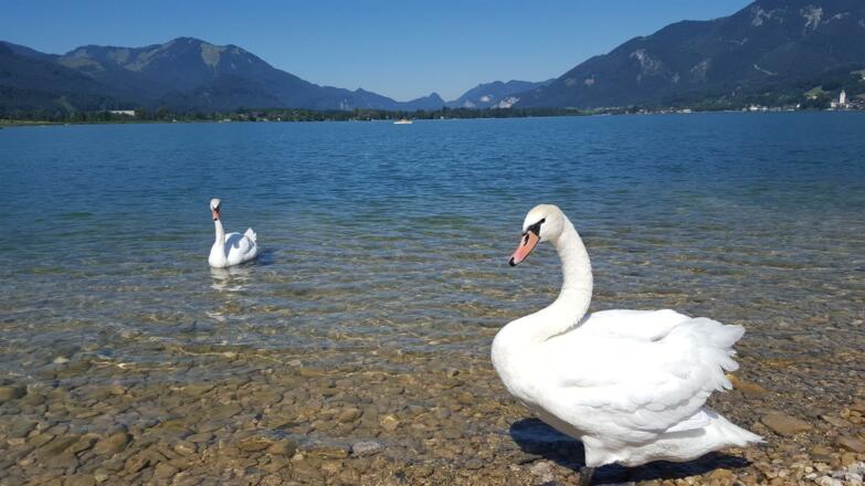 Wolfgangsee