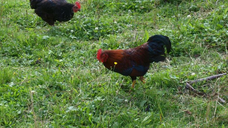 unsere Tiere