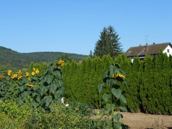 Sonnenblumen in Werbach
