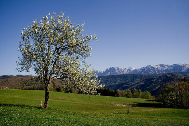 Terrasse mit Blick auf den Schafberg