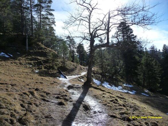 Weg im Bereich der Salober Alpe