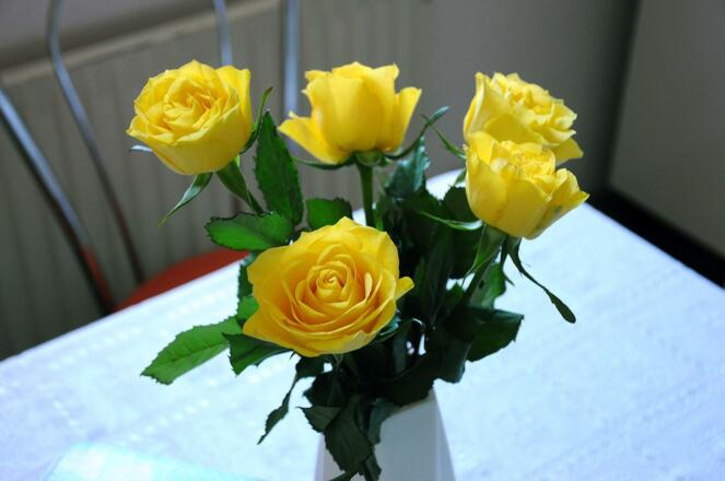 Gelbe Rosen am Tisch