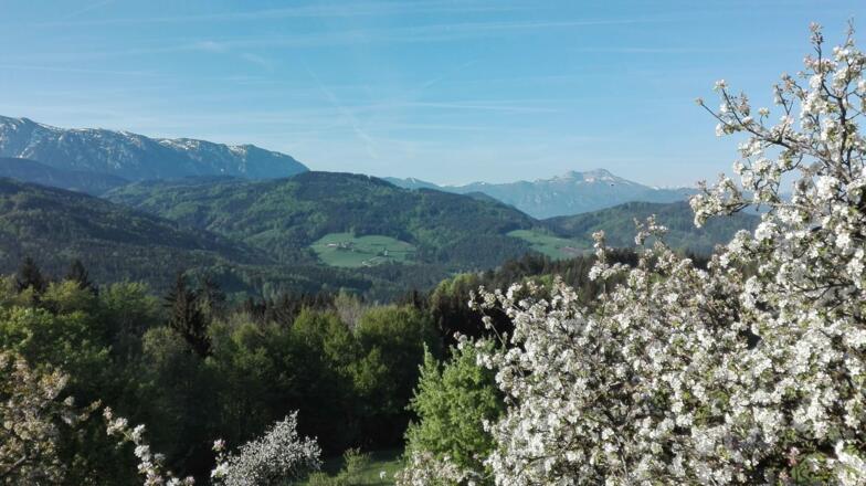 In unserem Obstgarten