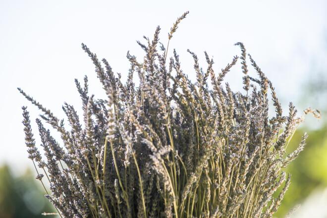 Lavendel