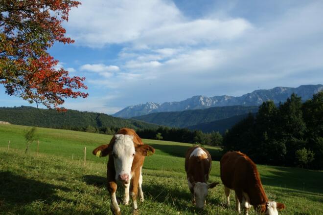 Blick auf das Höllengebirge