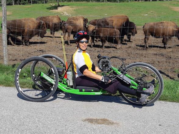 Bei den Bisons