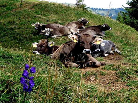 Jungvieh auf der Alpe