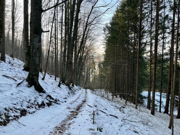 Steinköpfl-Treil - Molln