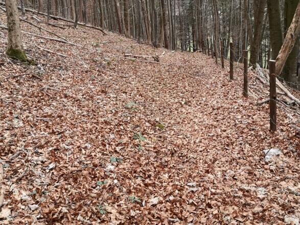 Rinnende Mauer Trail - Molln (lang)