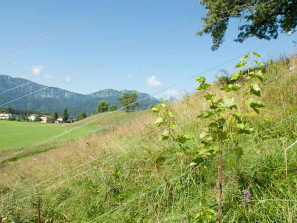 Wein vom Winzer