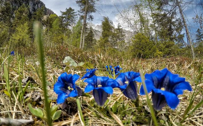 Enzian im Nationalpark Berchtesgaden