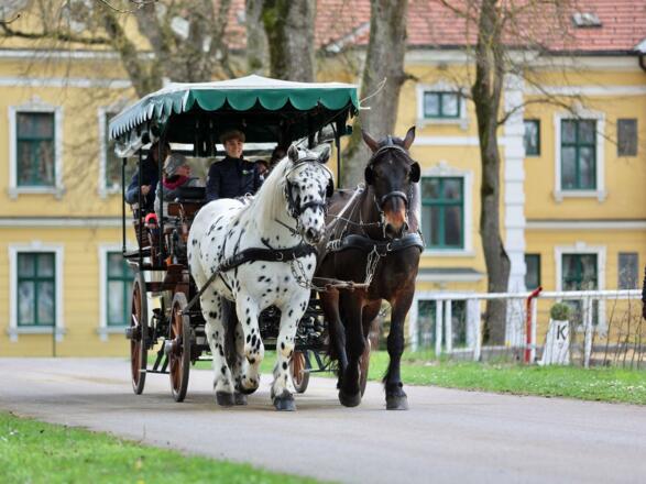 Pferdekutsche im Pferdezentrum Stadl-Paura