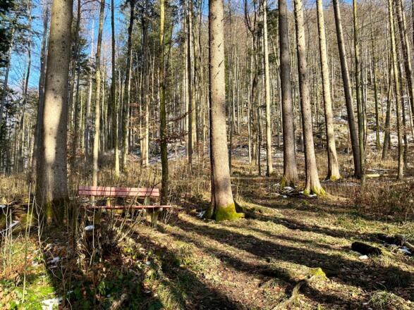 Steinköpfl-Trail - Molln