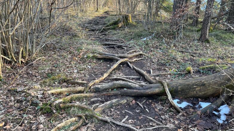 Rinnende Mauer Trail - Molln (kurz)