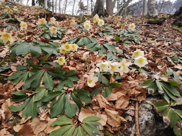 Rinnende Mauer Trail - Molln (lang)