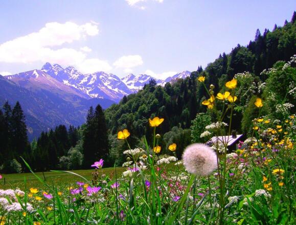 Frühling bei uns vor der Haustüre