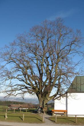 Kapellenlinde von Söllhuben