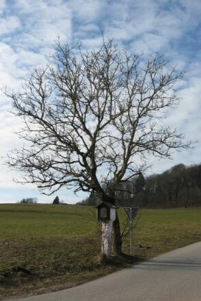 Kirschbaum bei Hendenham