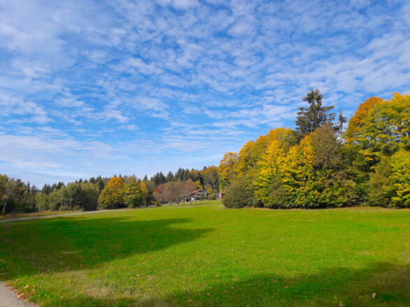 Weiler Ahorn vom Weg nach Hügelhof