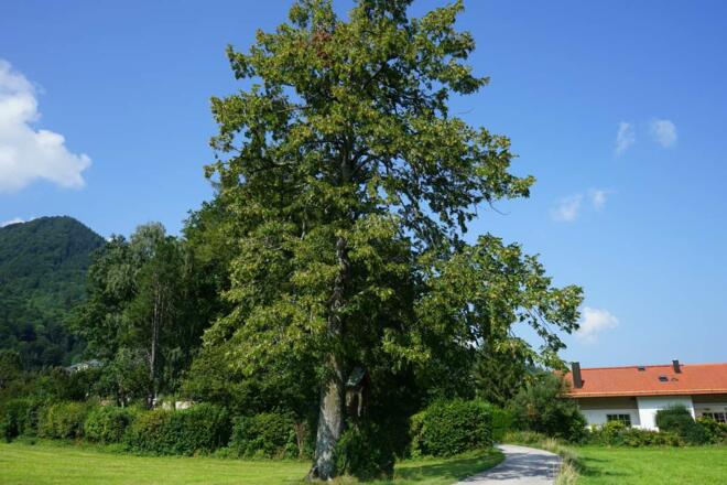 Linde bei Pöching/Aschau i.Chiemgau