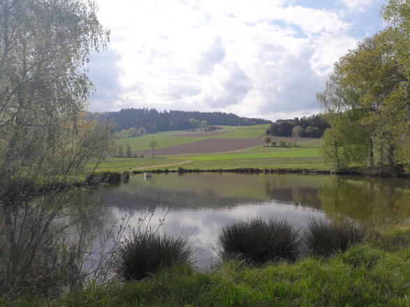 Blick vom Weg nach Hofen zum Himmelberg