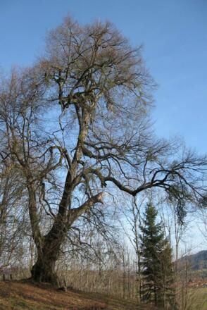 Drei Linden von Pöching