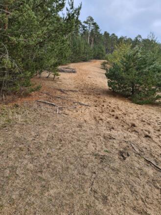Dünenweg bei Weissenbrunn