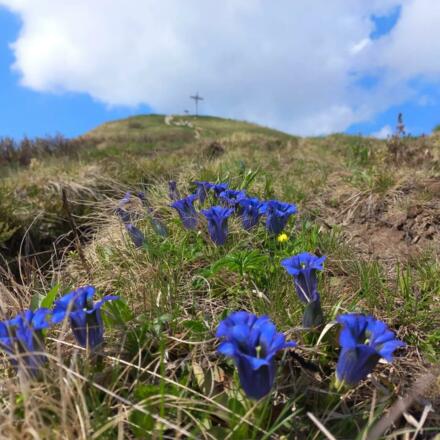 Gipfelkreuz Kuhgehrenspitze Frühling