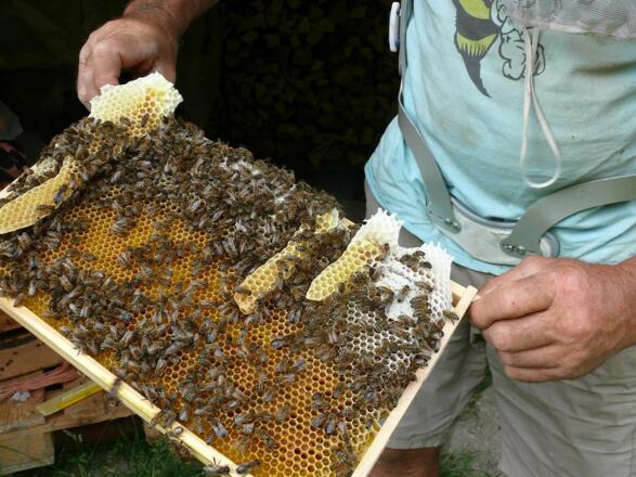 Roberts Arbeiterinnen