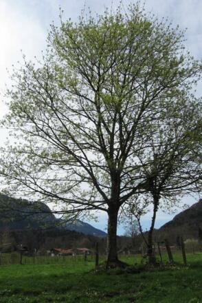 "Mord am Ahornbaum" in Aschau