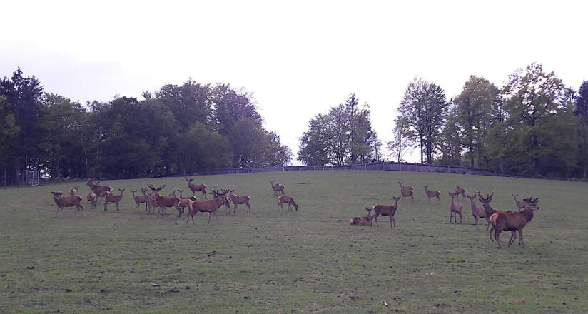 Hirschgehege bei Blumern