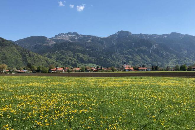 Frühlingswiese in Aschau mit Blick zur Kampenwand