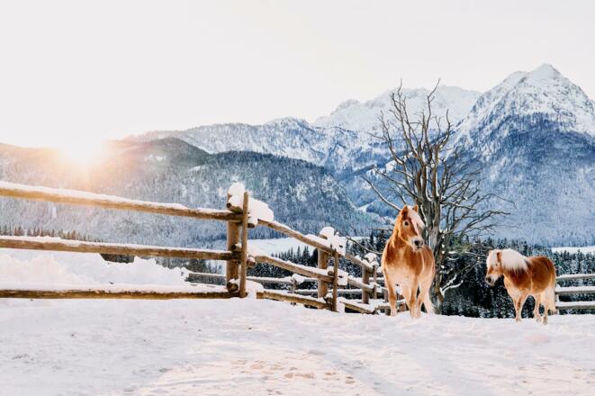 AW_TAUROA_WINTERSTELLGUT_L1100333